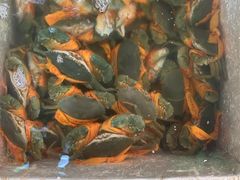 -浩运·海鲜青岛菜·海胆水饺(石老人店)