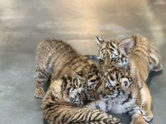 -大连森林动物园