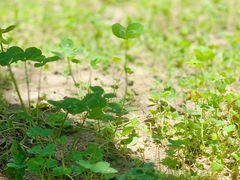 -上海浦江郊野公园-5号停车场