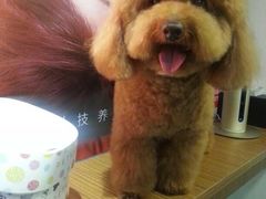 -PETKIT小佩宠物(古北店)