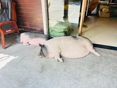 -小小饭店·休闲农庄·安吉松树林里的农家菜