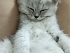 -客栈猫舍(中央北路店)