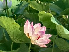 -莲花池公园