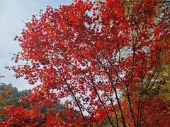 -田野绿世界