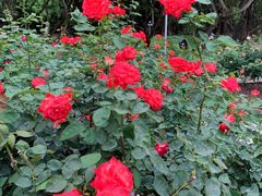 -人民公园(罗湖区)