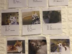 -平行世界·猫咖(首经贸店)