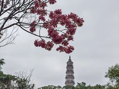 -顺峰山公园
