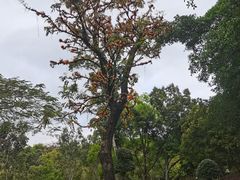 -深圳龙潭公园