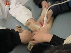 -谐和益家动物医院·免疫绝育·血液透析·宠保定点医院(高新伊藤分院)