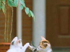 -秀水人家