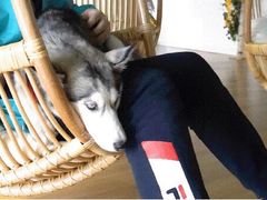 -Husky Go! 哈士奇体验馆·宠物咖啡厅狗咖
