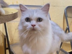 -喵小馆·猫咖狗咖猪咖·饮品店