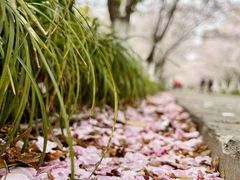 -高东镇樱花园