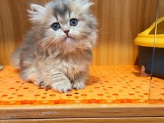 -欣宠猫屋·矮脚拿破仑·蓝金金渐层