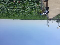 蓝田生态园-洪湖生态旅游区