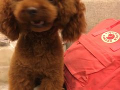 -犬也宠物造型(恒茂国际都会商业街店)