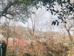 -杭州植物园