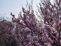 -无锡梅园公园