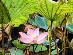 -荔湾湖公园