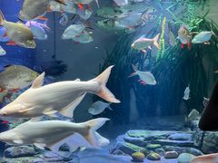 -上海海洋水族馆