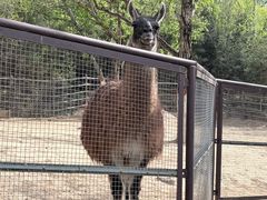 -青藏高原野生动物园