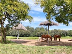 -北京野生动物园