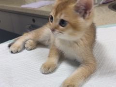 -动物缘宠物医院·骨科·猫科(西二环店)