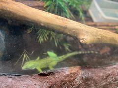 -上海大自然野生昆虫馆