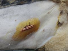 -博特宠物医院24h犬猫全科.骨科·异宠