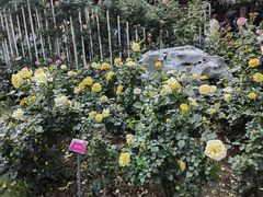 -人民公园(罗湖区)