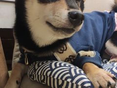-逗柴咖啡屋·狗咖猫咖宠物桌游