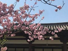 -西安青龙寺遗址景区