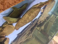 旺顺阁海鲜广场-旺顺阁海鲜广场(亚运村店)