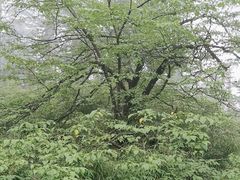 -瓦屋山景区