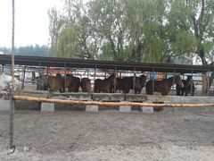 -丁香湖丁香小镇Citypark滑雪公园戏雪嘉年华