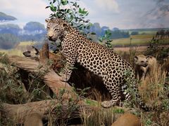 -陕西自然博物馆