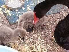 android_upload_pic-北京市海淀外国语实验学校