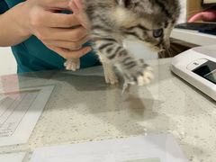-艾贝尔宠物医院·24H转诊中心·肿瘤猫专科(江宁双龙店)