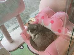 -糯米喵星人总部直营旗舰店·猫舍·幼猫出售