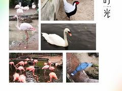 -清迈夜间动物园
