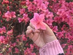-木兰云雾山