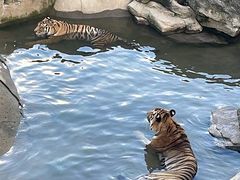 -深圳野生动物园