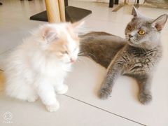 -平行世界·猫咖(首经贸店)