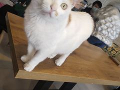 -平行世界·猫咖(首经贸店)