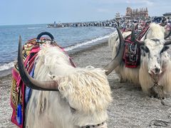 -青海湖国家重点风景名胜区