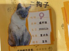 -滚猫咖啡·猫咖·猫友好撸猫(未来城店)