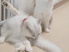 -猫在这儿猫咪咖啡馆·撸猫馆