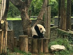 -都江堰中华大熊猫苑