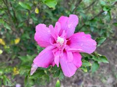 -春花秋色城市公园