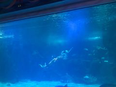 -石家庄海洋公园